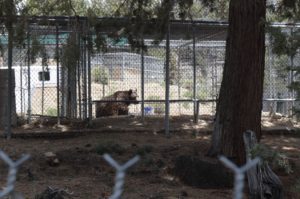 Caged bear