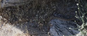 Non-rattling rattle snake