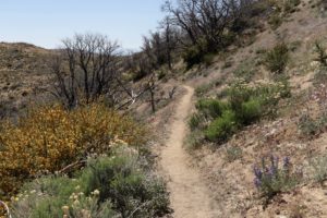 Assorted flowers along the trail