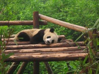 Panda Relaxing