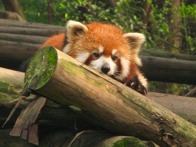 Red Panda Relaxing