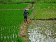 Peasant on Rice Field