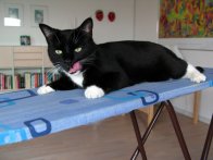 Ticka on the Ironing board