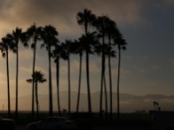 Palms at Venice Beach