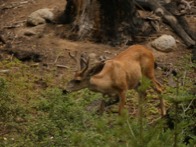 Deer in Mariposa Grove