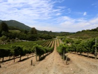 Wine field in Sonoma