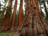 Bachelor and Tree Graces in Mariposa Grove